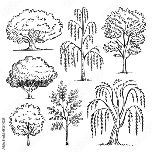 Hand Drawn Deciduous Tree Sketch Set Tree, hand drawn, sketch, drawing, doodle, vector, illustration, deciduous, oak, weeping willow, nature, detailed, line art, black and white, organic, natural