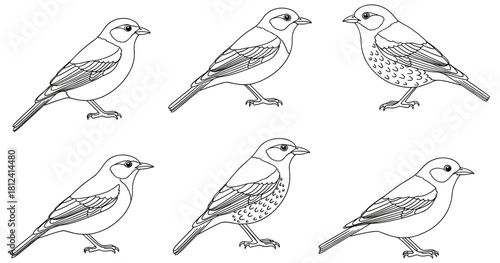 Cartoon birds line drawing, visual puzzle with matching and distinct birds, black and white illustration, educational activity page