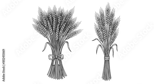 Two bunches of wheat stalks, one tied with a bow, presented on a white background.
