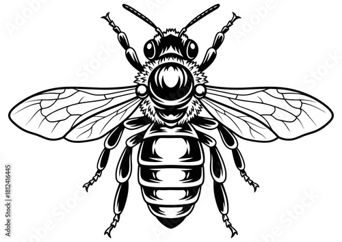 bee vector illustrator or silhouette black and write