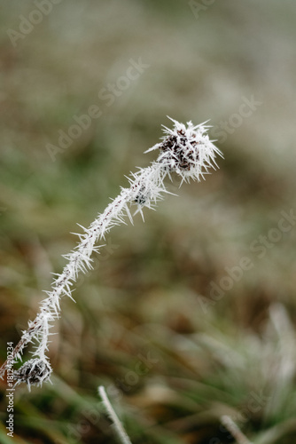 thistle covered with needles of frost