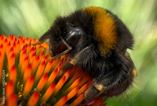 Extreme macro close-up of a bumblebee feeding on a vibrant orange coneflower (Echinacea). High-resolution nature macro photography showcasing insect behavior, pollination, and summer flora.