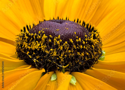 Extreme macro close-up of a Rudbeckia (Black-Eyed Susan) flower, showcasing its prominent dark cone center, vibrant yellow petals, and detailed pollen structure.