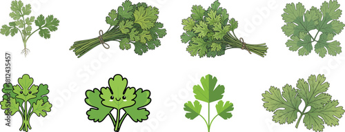 Fresh Cilantro Herb Vector Illustrations Set