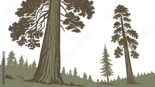 Sequoia giant trees towering redwood minimal