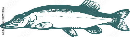 vector illustration of a fish