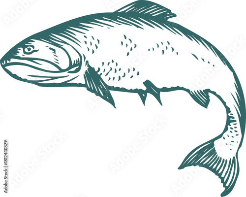 vector illustration of a fish
