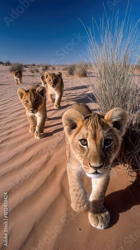 Multiple lion cubs walk across sandy terrain in the wild desert