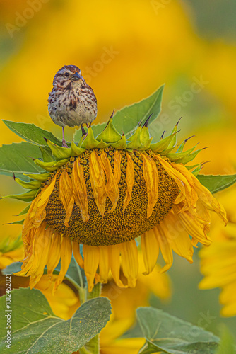 Finch on a sunflower