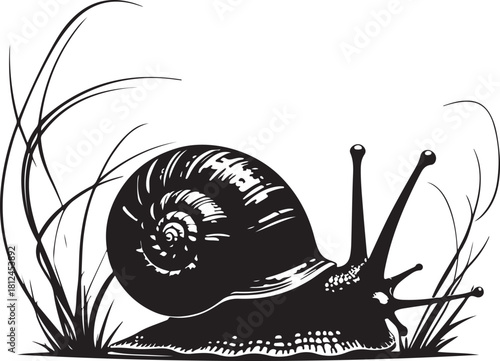 Black and white illustration of a snail in grass gastropod