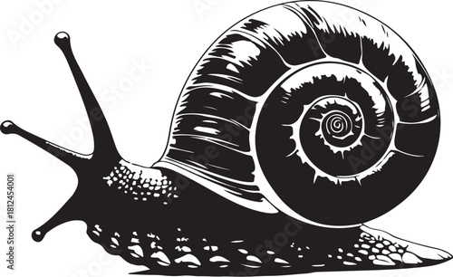 Black and white illustration of a snail with detailed shell