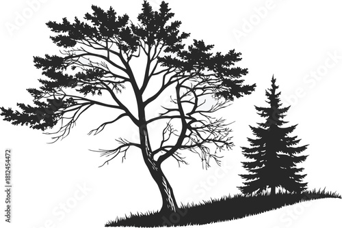 Hemlock tree icon silhouette vector with white background