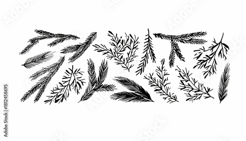 Collection of Hand-Drawn Evergreen Branches and Foliage Elements - Botanical Illustrations