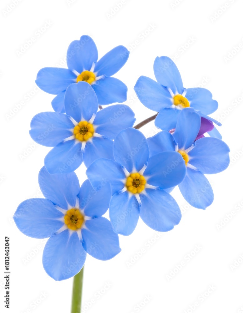 Obraz premium Close-up of delicate blue flowers with yellow centers and white background