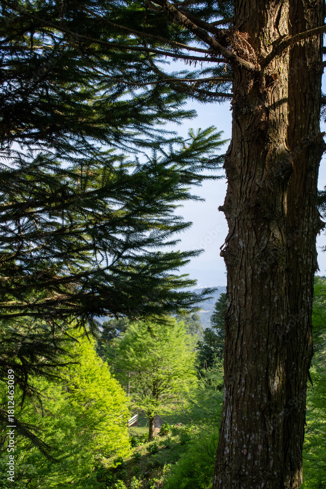 Obraz premium A peaceful natural scene filled with lush greenery and pure, fresh air. This image captures the calm atmosphere of untouched nature, showcasing vibrant plants, soft natural light, and a sense of tranq