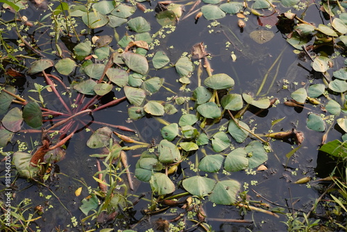 Floating aquatic plants and water weeds on still pond surface