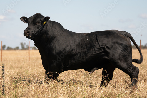 Slika na platnu toro negro angus de perfil en pastizal seco bajo cielo claro