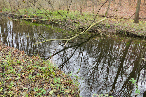 Cybina River Valley, a protected area with lush vegetation and hills, with an autumn view covered with fallen leaves