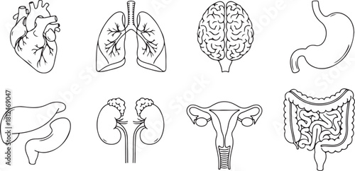 Collection of Human Organ Illustrations: Heart, Lungs, Brain, Stomach, Liver, Kidneys, Uterus, Intestines
