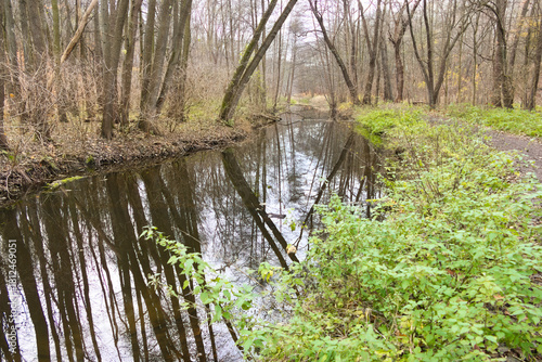 Cybina River Valley, a protected area with lush vegetation and hills, with an autumn view covered with fallen leaves