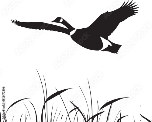 Black silhouette of a Canada goose flying over reeds