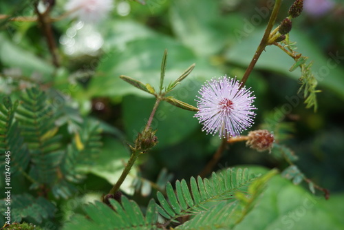 Tableau sur toile Mimosa pudica flowers with a round shape like a light purple pom-pom