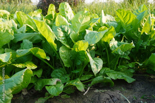 Fresh green spinach plants growing densely in vegetable garden bed
