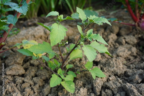 Photos Young black nightshade plant seedling growing in dry cracked farm soil