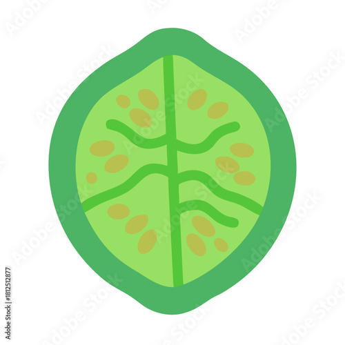 Stylized green melon slice illustration with light green flesh and yellow seeds