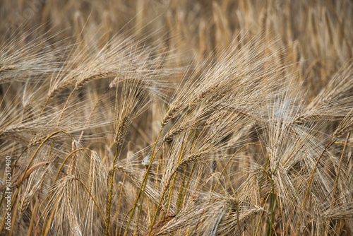фотографія Ripe barely in a field