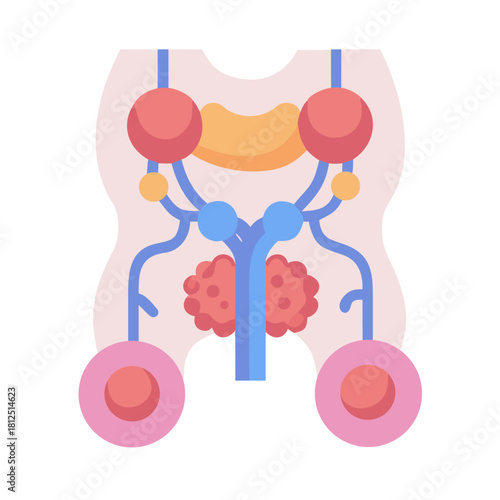 Flat vector illustration showing anatomical structure with organs and blood vessels in detail
