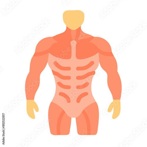 Muscular Human Torso Flat Vector Illustration on Black Background for Anatomy