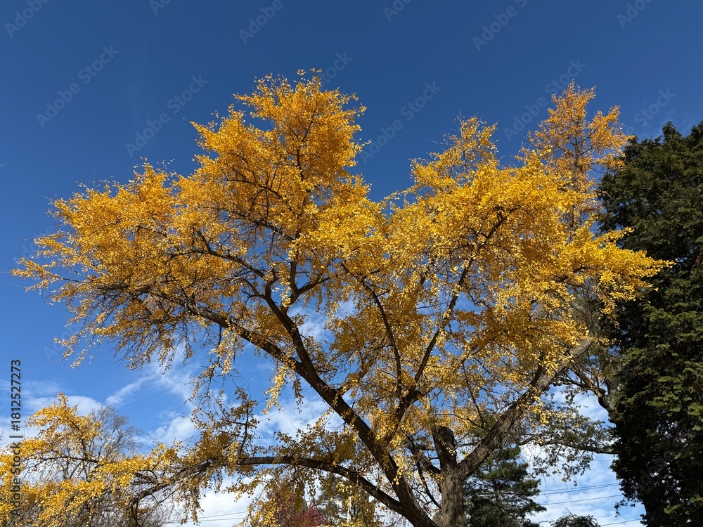 Fototapeta premium Golden Ginkgo Tree Against Clear Blue Sky in Autumn