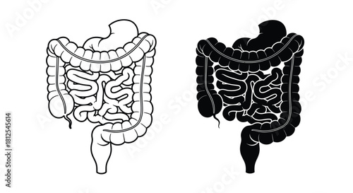 Detailed illustration of the human large intestine in two contrasting styles