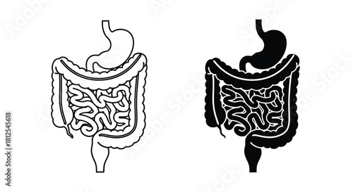 Diagram of the human digestive system showing the stomach and intestines