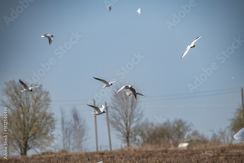 Three birds soaring gracefully in a clear blue sky above a barren field, showcasing the beauty of nature and the freedom of flight in a serene environment