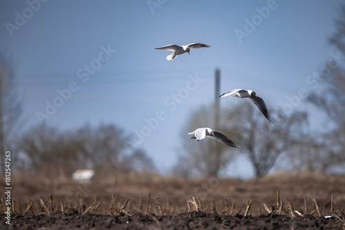 Three birds soaring gracefully in a clear blue sky above a barren field, showcasing the beauty of nature and the freedom of flight in a serene environment