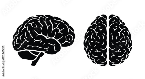 Detailed illustration of a human brain in side and top views