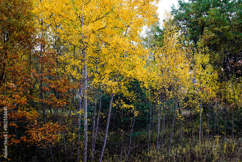 Fototapeta Naklejka Na Ścianę i Meble -  autumn in the forest