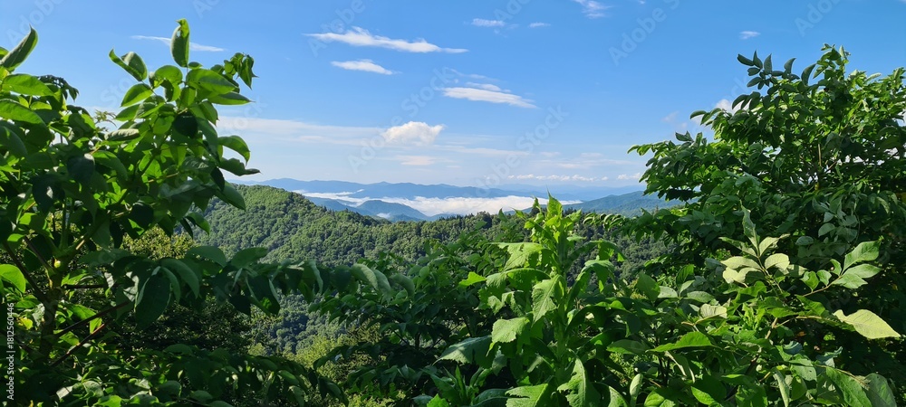 Obraz premium Green grass and blue sky