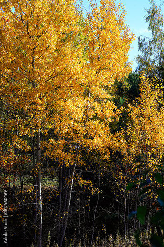 Fototapeta Naklejka Na Ścianę i Meble -  autumn in the forest