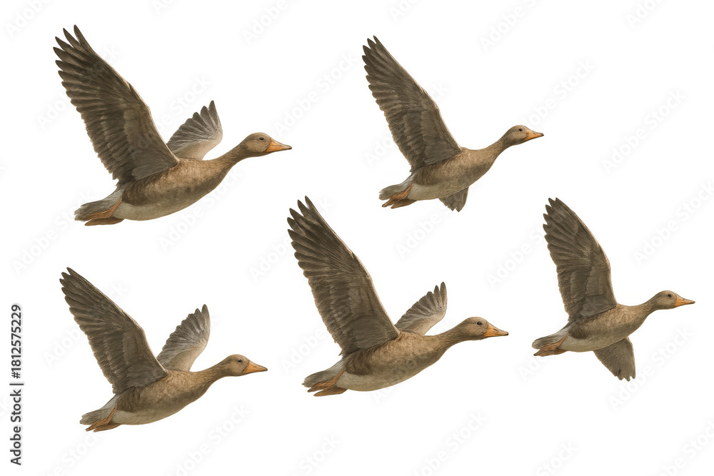 Obraz premium Geese flock flying together, showing wildlife animals migrating in nature with wings spread, isolated on transparent background