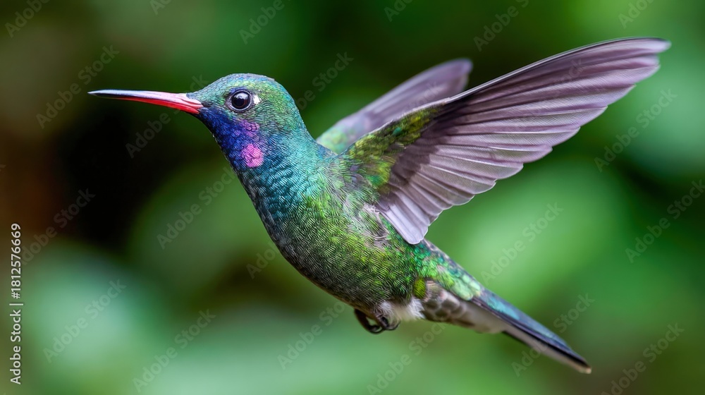 Fototapeta premium Colorful hummingbird hovering in a lush green garden during the day