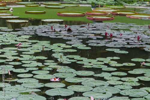 Fotografi A serene pond filled with a mix of smaller lily pads and the impressive, large circular leaves of Victoria Amazonica water lilies