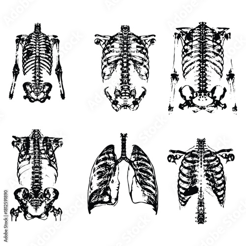 Collection of detailed human skeletal anatomy illustrations, including rib cage and lung structures, presented in a monochrome artistic style for medical and scientific educational concepts