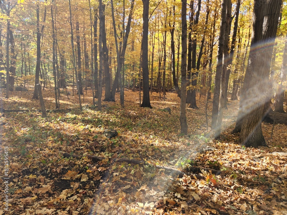 Fototapeta premium Autumn forest with warm sunlight streaming through colorful maple trees.