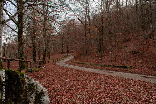 road in the woods