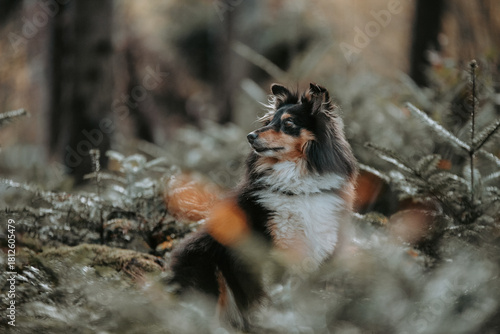 Foto Un chien de race Berger des Shetland dans une forêt