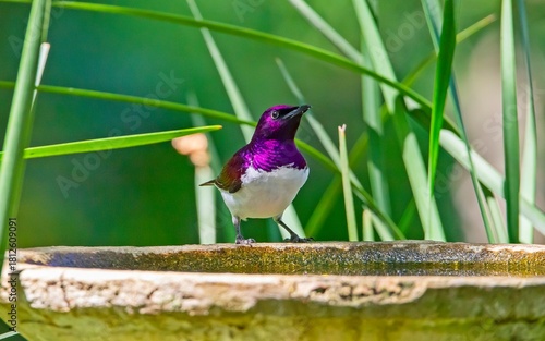 Canvas Print Violet-backed starling (Cinnyricinclus leucogaster) is a relatively small type of starling in the Sturnidae family