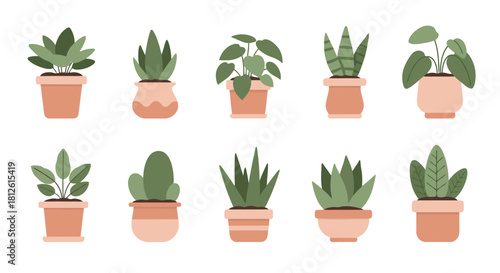 Collection of various potted houseplants including succulents cacti and leafy green plants arranged in two rows on a white background.